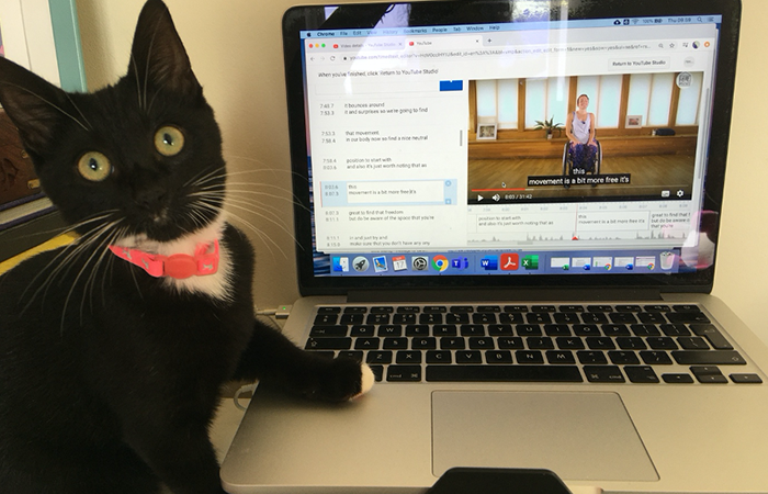 Anna's cat sitting in front of the laptop, one paw on the keyboard, turning away from the laptop and looking wide-eyed at the camera. The cat is black, with a white front and wears a pink collar.